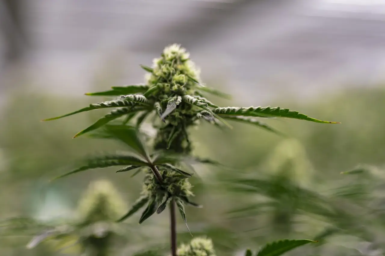 Macro detail of a flowering cannabis bud